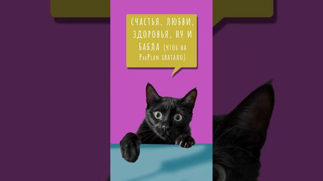 Открытка на день рождения с котиком🐱#открытка #поздравление #кот смотреть онлайн