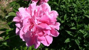 Пион Зе Фаун (Paeonia The Fawn) -Wright, 1980, USА