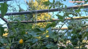 ЧЕРРИ ТОМАТ МЕДОВАЯ КАПЛЯ. ЖЁЛТЫЕ ЧЕРРИ ТОМАТЫ. ОБЗОР КУСТА И ПОМИДОР.