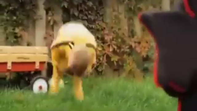 Kung Fu Baby Fight