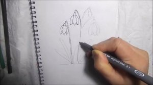 HOW TO DRAW A SNOWDROP FLOWER / SNOWDROP FLOWER DRAWING