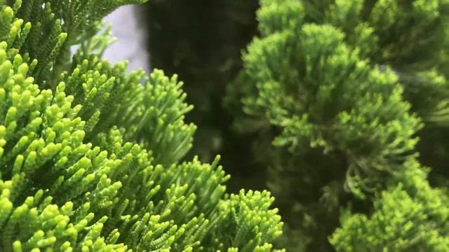Macro videography of a Crotons. A Tree #Naturelovers. смотреть онлайн