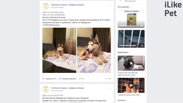 Что делать если пропала собака? Рекомендации на канале ilike.pet смотреть онлайн