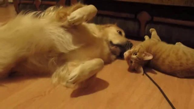Золотистый ретривер (Golden Retriever ) Мия и кот Рудик смотреть онлайн