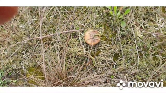 Набрала грибов. Теперь в раздумьях, что с ними делать?