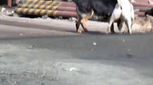 Стая собак загрызли одну собаку.  Вog fights