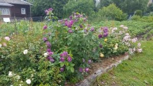 Голубая роза Rhapsody in Blue (Рапсодия ин Блу)