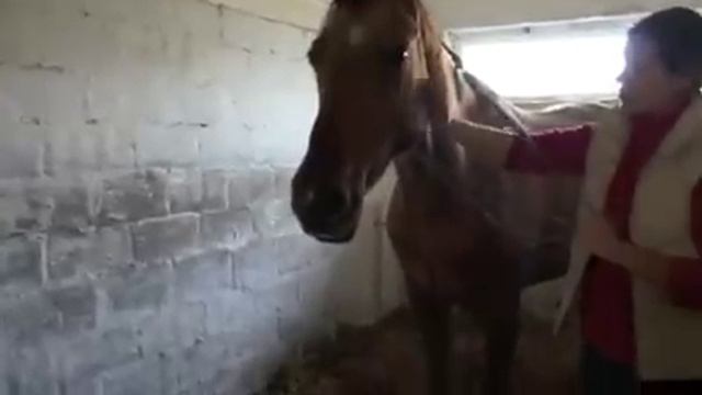 одевание недоуздка начало смотреть онлайн