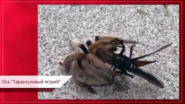 10 самых маленьких смертоносных животных | Топ 10 самых маленьких животных, которые могут вас убить смотреть онлайн