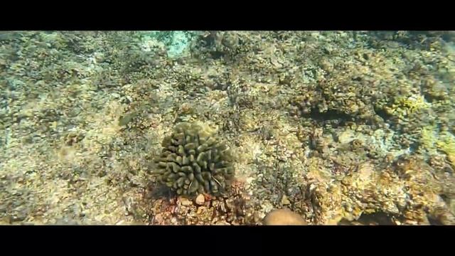 Home reef of OBLU Atmosphere, Kaafu Atoll, Maldives смотреть онлайн