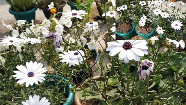 Dimorphotheca Flower  II  Flowers  II  #eLEARNING