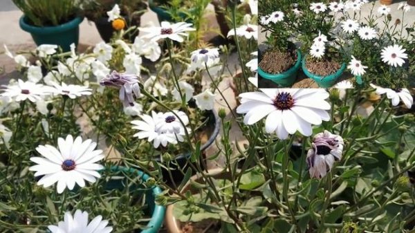 Dimorphotheca Flower II Flowers II #eLEARNING