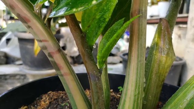ZZ Variegated | Zamioculcas Zamiifolia | Variegated |