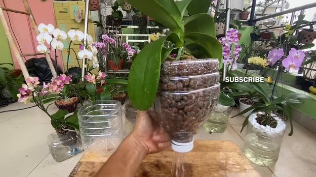 Trồng Lan Theo Cách Này Cây Rất Nhanh Phát Triển Và Nở Hoa Dồi Dào Lâu Dài смотреть онлайн