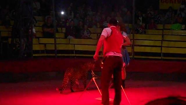 "Советский цирк" в Пскове 2015г...Гепард смотреть онлайн