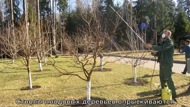Подкормка яблонь весной мочевиной смотреть онлайн
