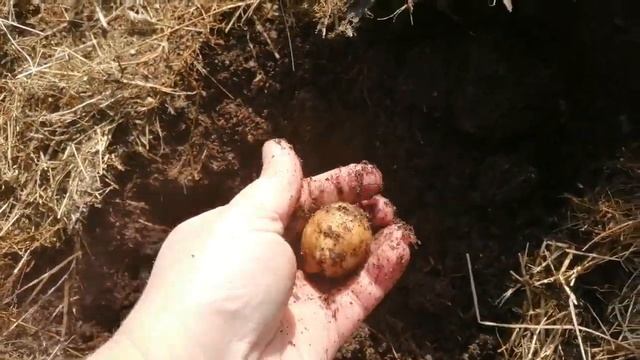 Картошка под травой. Эксперимент удался. Обязательно буду делать так опять. смотреть онлайн