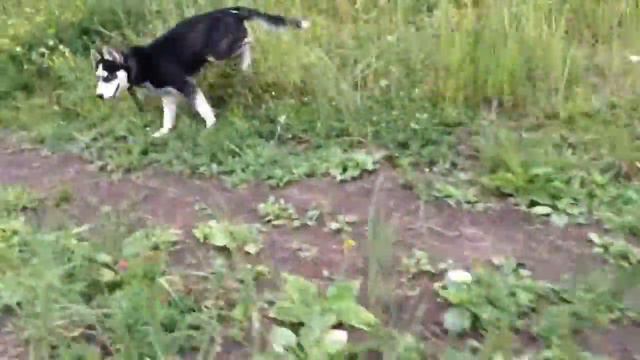 Прогулка хаски без поводка !!! смотреть онлайн