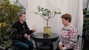 Как спасти комнатный лимон (каламондин)