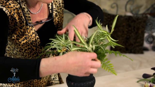 Slipper Orchids and Ivy Floristry Arrangement Tutorial смотреть онлайн