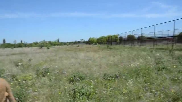 Встреча со львами ВИТЕЙ , ФИЛЕЙ и МАРСЕЛЕМ ! смотреть онлайн