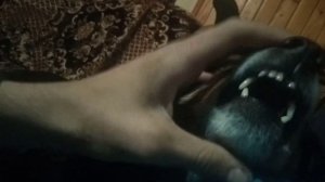 Собака говорит ля ля ля ля ля