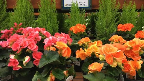 Q&A Tuesday [Episode 032] Tips for Flowering Houseplants