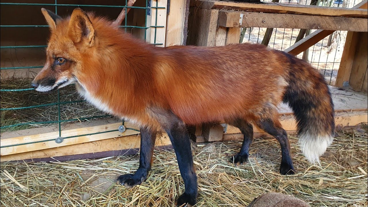 Общительный Арчи [Лиса Алиса, Alice the Fox, лисы, собаки, животные, милота] смотреть онлайн