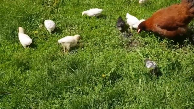 Крольчата,цыплята и...грибы. смотреть онлайн