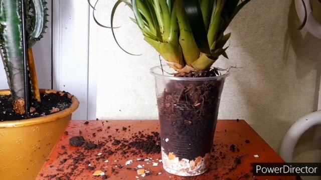 ПЕРЕСАЖИВАЮ И ПОДСТРИГАЮ ТИЛЛАНДСИЮ/TRANSFER AND CUT THE TILLANDSIA LEIBOLDIANA! смотреть онлайн