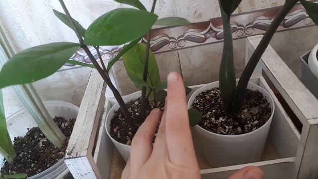 Обзор растений часть 2. Комодик смотреть онлайн