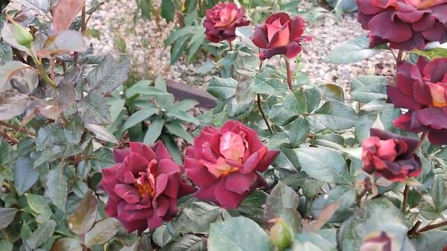 РОЗА и ПЕВЕЦ Эдди Митчелл???