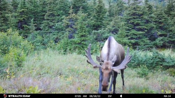 Game Camera Adventures: A new location