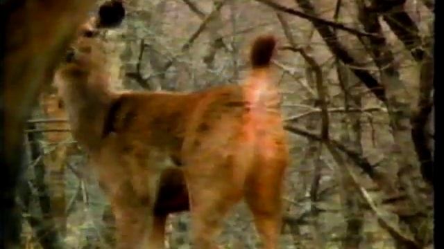 Tiger Tabby of the Serengheti смотреть онлайн
