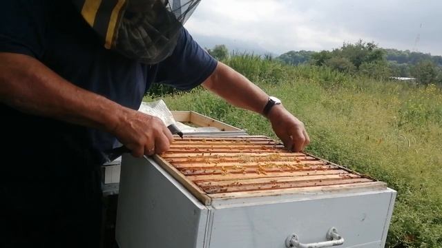 Соты с расплодом и мёдом качать или нет. смотреть онлайн