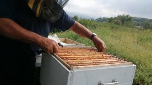 Соты с расплодом и мёдом качать или нет.
