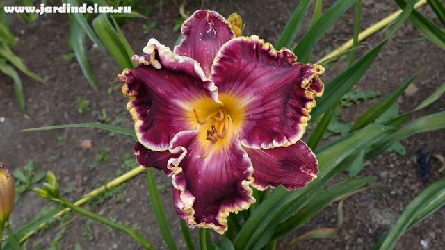 Цветение сортового лилейника BIG8 в саду www.jardindelux.ru смотреть онлайн