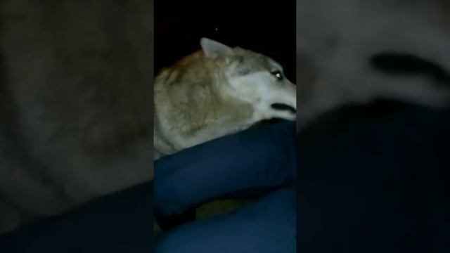 Приручили волка!! смотреть онлайн