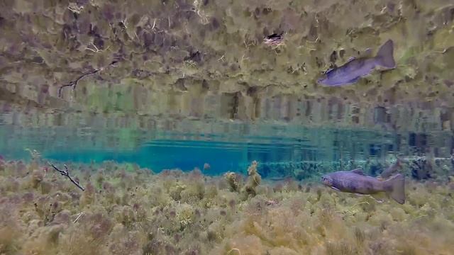 GoPro Hero 3+ Wild fario trout - Truite fario en liberté. смотреть онлайн