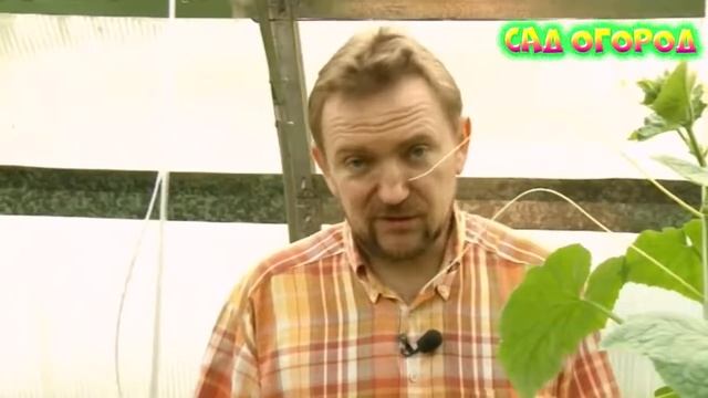 Формирование кустов перцев и огурцов смотреть онлайн