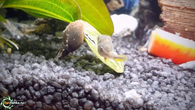Как избавиться от улиток в аквариуме? 100 и НАВСЕГДА!