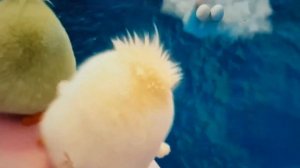 Angry birds movie 2 Zoe inflation clip.