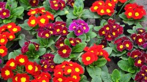 Примула: три основных этапа выращивания от профессионалов