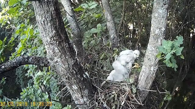 Гнездо ястреба тетеревятника (съёмка №2)/The Goshawk`s Nest (footage №2)
