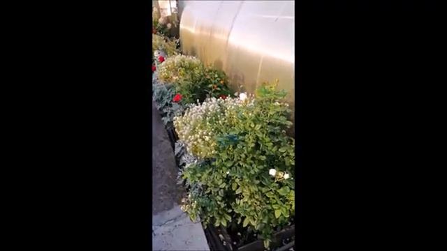 Мой дом. смотреть онлайн