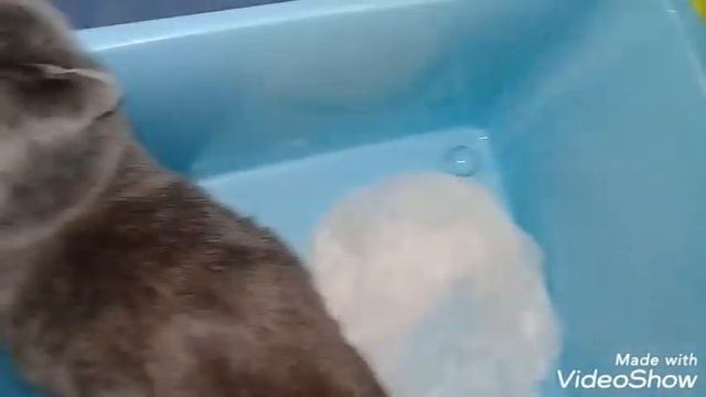 Роды вислоухой кошки!!!Ульяна акушерка!!!?Пуша родила!!!3мёртвых и 1живой котёнок!!! смотреть онлайн