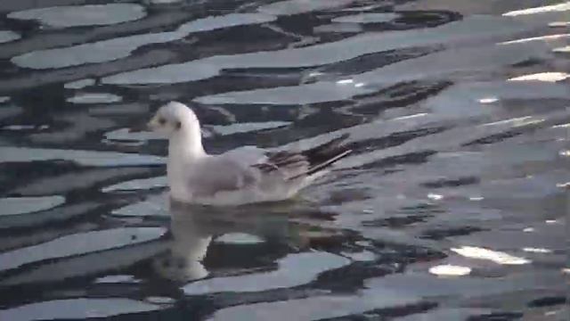 Чайка плавает на озере Кабан. Казань смотреть онлайн