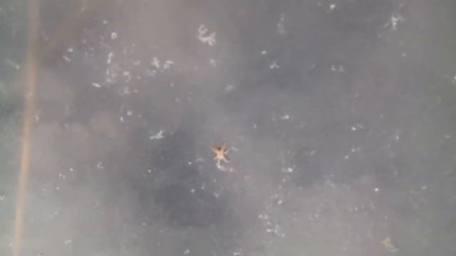 СуперПаук ползет по льду, зимой не впал в спячку. super Spider crawls on the ice смотреть онлайн
