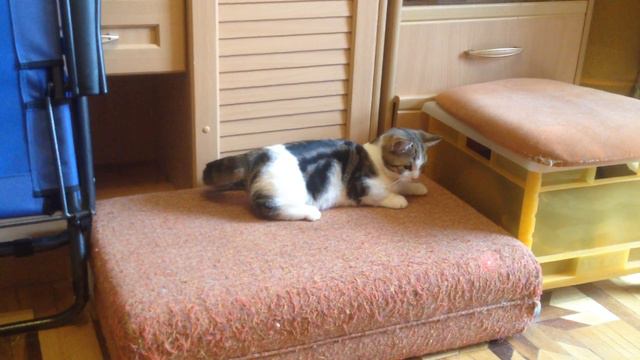 котенок манчкин 4 месяца продается смотреть онлайн