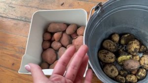Два урожая картофеля в Краснодарском крае - мой эксперимент